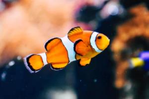 乒乓球世界杯纪念品,收藏者的天堂与体育精神的载体乒乓球世界杯纪念品